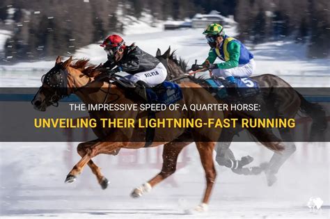 how fast can quarter horses run